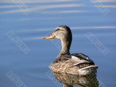 Duck on water