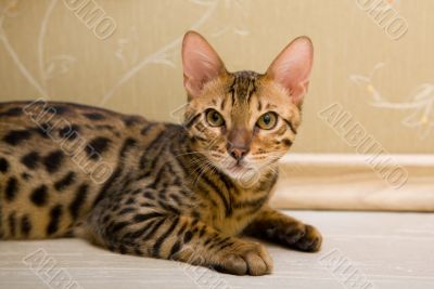 The nobleness of the cat family