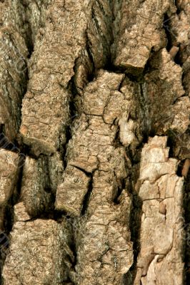 Bark of on oak