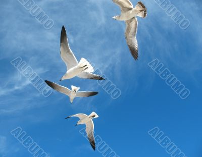 Seagulls