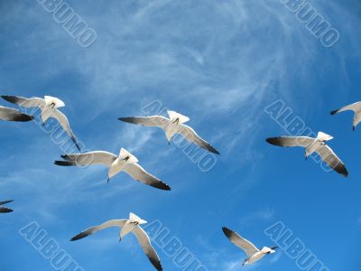 Seagulls