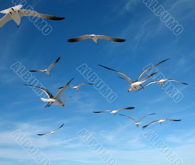 Seagulls