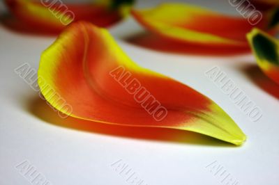 orange petals