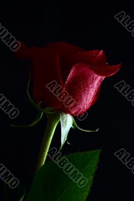 red rose