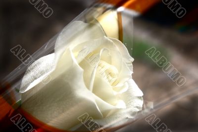 white rose