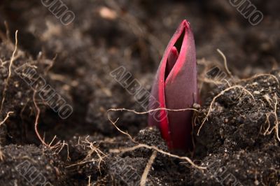 tulipa sprout