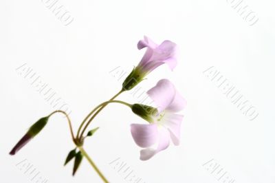 oxalis flowers