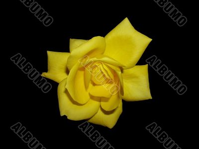 Yellow rose