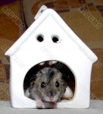 The Small hamster and greater eye.