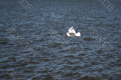 gull and waves