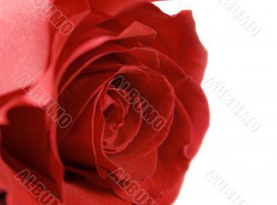 red rose