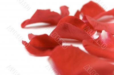 red petals