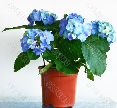 Hydrangea