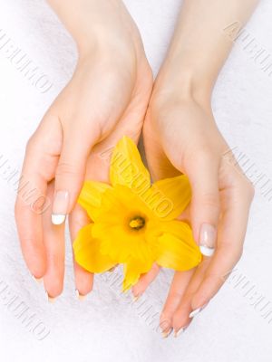 Daffodils in the hands