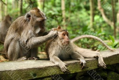 Family of monkeys