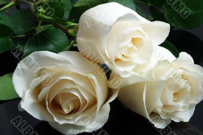 three white roses on black