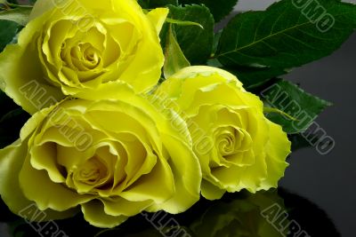 three yellow roses on black