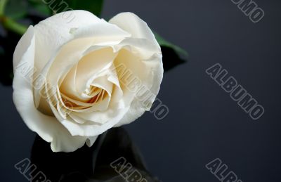white rose on black