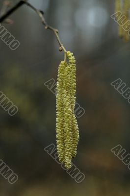 First flowering