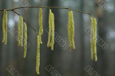 catkins