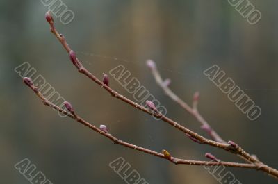 Spring kidneys