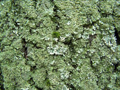 Moss on old tree.