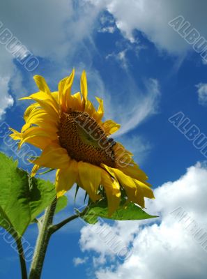 The sunflower