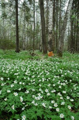 The spring wood