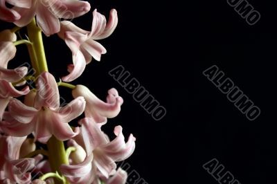 pink hyacinthus