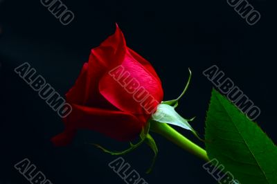 red rose