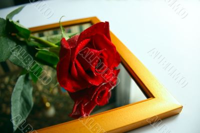 red rose on mirror