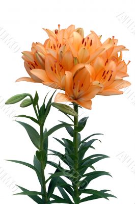 Orange lily