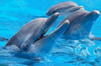 happy dolphins