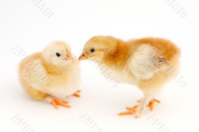 chickens