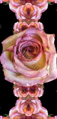 Collage of roses