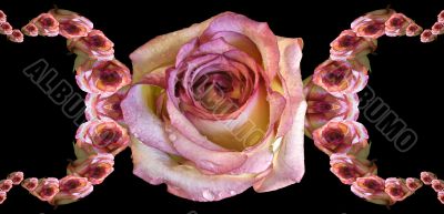 Collage of roses