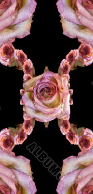 Collage of roses