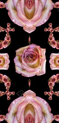 Collage of roses