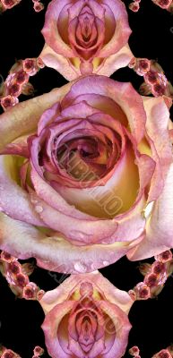 Collage of roses