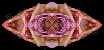 Collage of roses