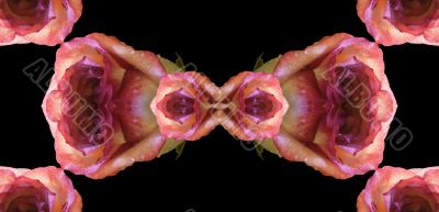 Collage of roses
