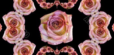 Collage of roses