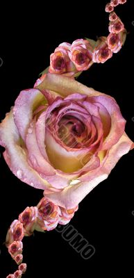 Collage of roses