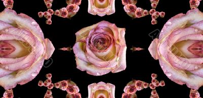 Collage of roses