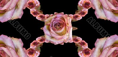 Collage of roses