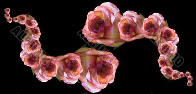Collage of roses