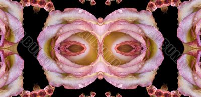 Collage of roses