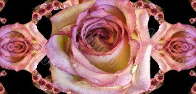 Collage of roses