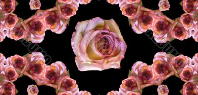 Collage of roses