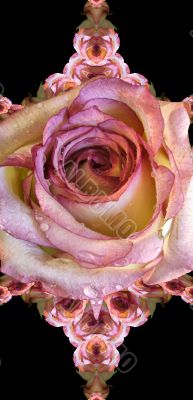 Collage of roses